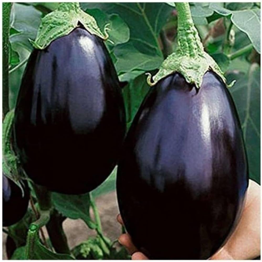 Bharta Baingan-Brinjal